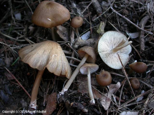 Entoloma pseudoturci (Entoloma_pseudoturci_2014_pr_1.jpg)