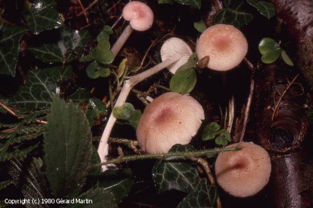 Entoloma queletii (Entoloma_queletii_1980_gm_1.jpg)