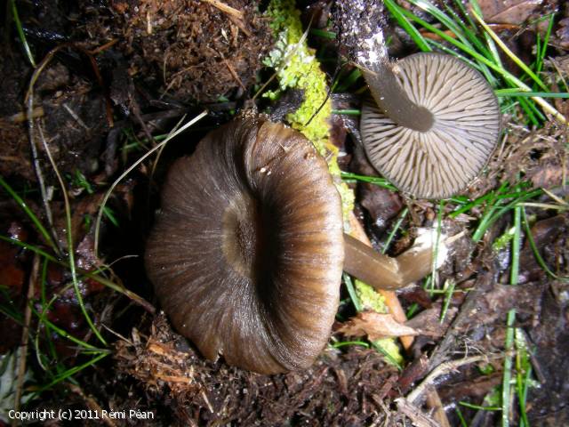 Entoloma rancidodorum (Entoloma_rancidodorum_2011_rp_1.jpg)