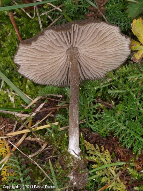 Entoloma resutum (Entoloma_resutum_2011_pd_2.jpg)