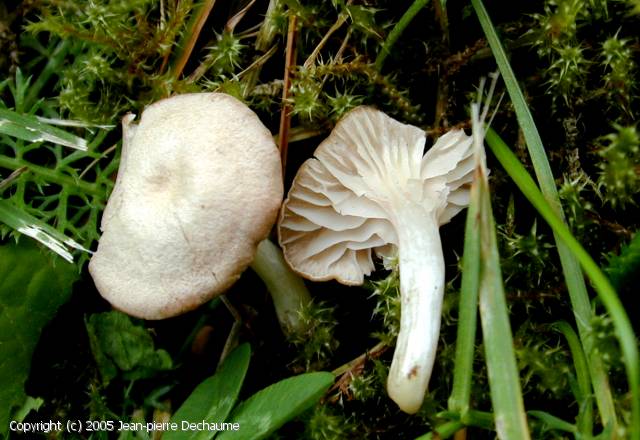 Entoloma rugosum (Entoloma_rugosum_2005_jd_1.jpg)