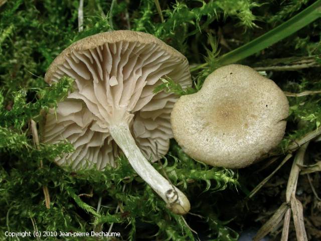Entoloma rugosum (Entoloma_rugosum_2010_jd_1.jpg)
