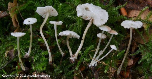 Entoloma rugosum (Entoloma_rugosum_2016_am_1.jpg)