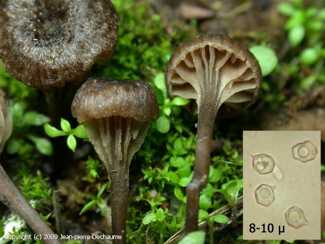 Entoloma rusticoides (Entoloma_rusticoides_2009_jd_1.jpg)