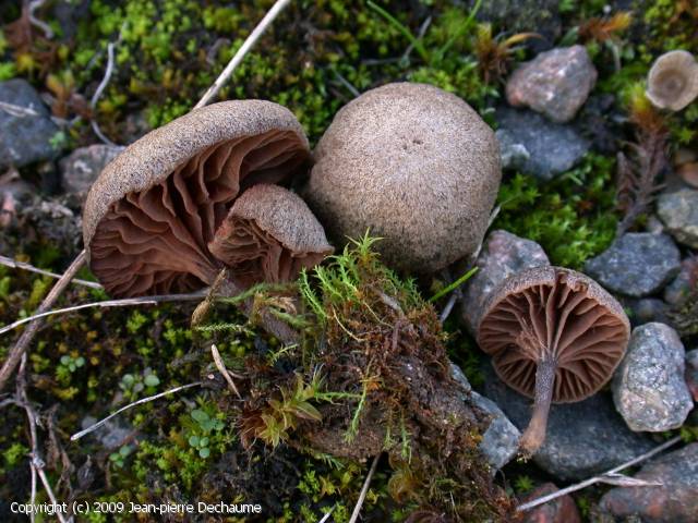 Entoloma rusticoides (Entoloma_rusticoides_2009_jd_2.jpg)