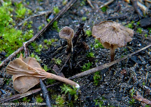 Entoloma rusticoides (Entoloma_rusticoides_2011_dr_1.jpg)