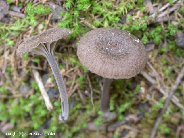 Entoloma rusticoides (Entoloma_rusticoides_2014_pr_1.jpg)