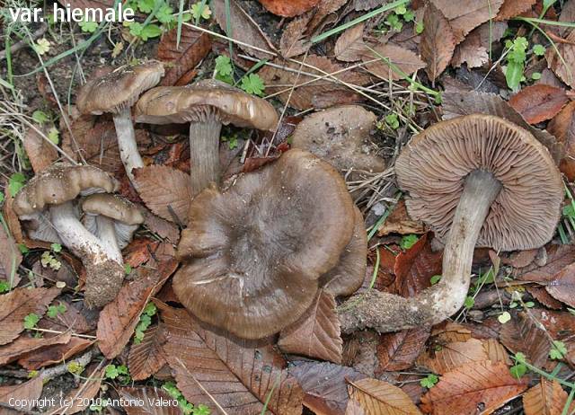 Entoloma saundersii (Entoloma_saundersii_2010_av_1.jpg)