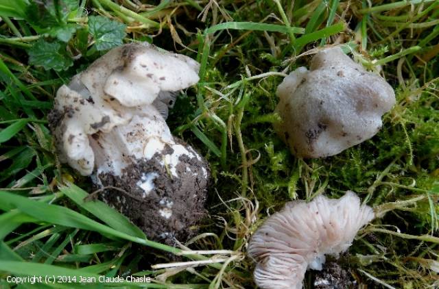Entoloma saundersii (Entoloma_saundersii_2014_jcc_1.jpg)