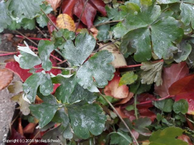 Erysiphe aquilegiae (Erysiphe_aquilegiae_2018_ns_1.jpg)