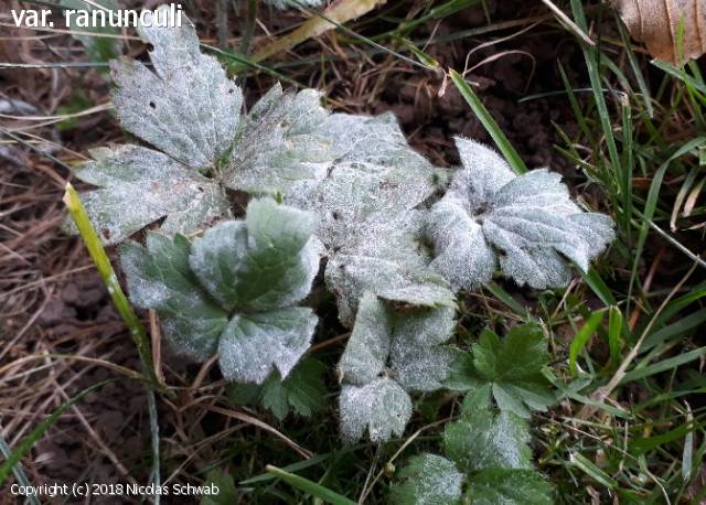 Erysiphe aquilegiae (Erysiphe_aquilegiae_2018_ns_2.jpg)