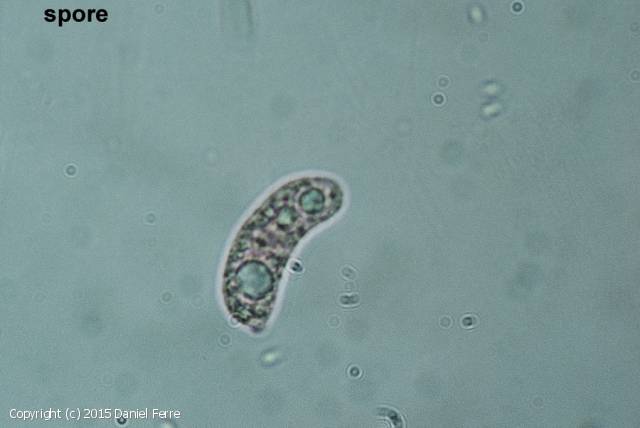 Exidiopsis calcea (Exidiopsis_calcea_2015_df_2.jpg)