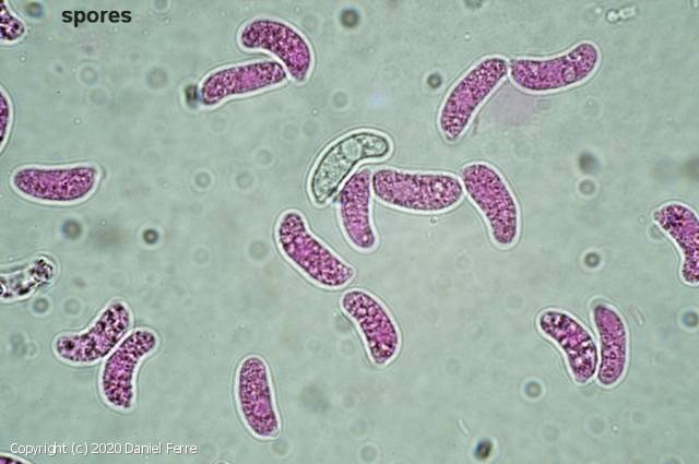 Exidiopsis grisea (Exidiopsis_grisea_2020_df_2.jpg)