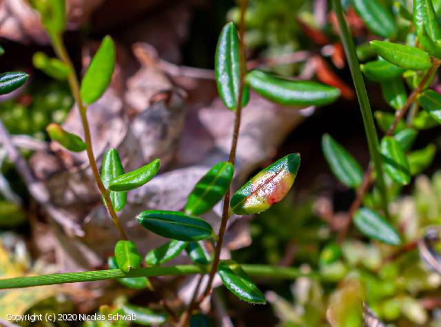 Exobasidium rostrupii (Exobasidium_rostrupii_2020_ns_2.jpg)