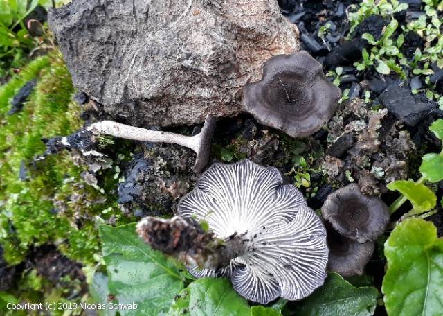 Faerberia carbonaria (Faerberia_carbonaria_2018_ns_1.jpg)