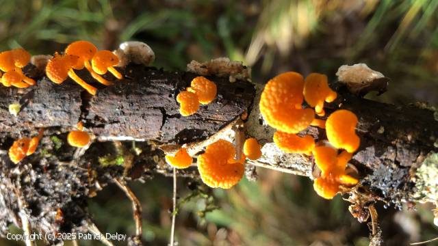 Favolaschia claudopus (Favolaschia_claudopus_2025_pd_1.jpg)