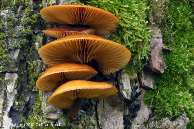 Flammulina elastica (Flammulina_elastica_2010_cf_1.jpg)