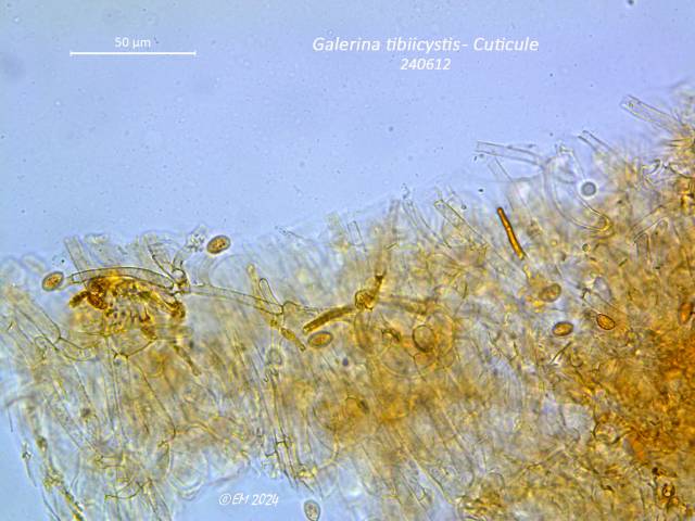 Galerina tibiicystis (Galerina_tibiicystis_2024_em_5.jpg)