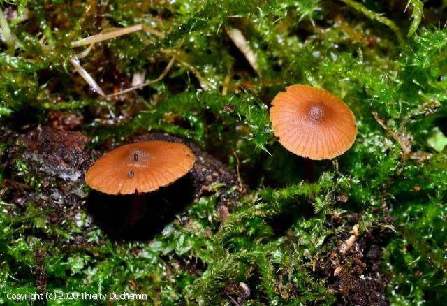 Galerina triscopa (Galerina_triscopa_2020_td_1.jpg)