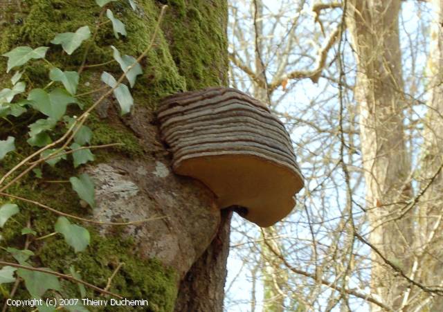 Ganoderma pfeifferi (Ganoderma_pfeifferi_2007_td_1.jpg)