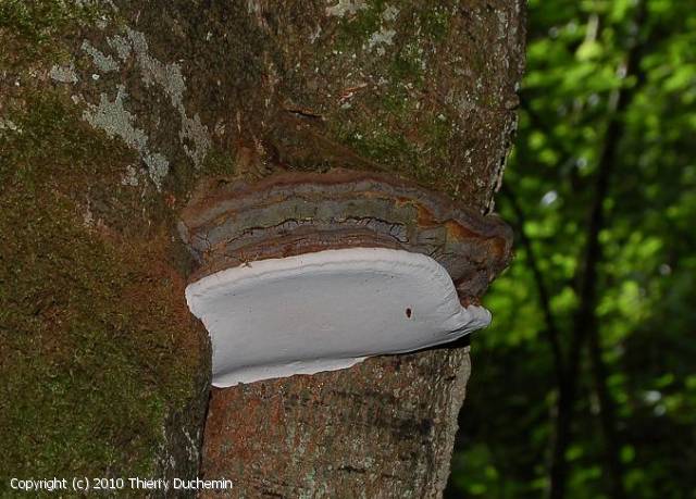 Ganoderma pfeifferi (Ganoderma_pfeifferi_2010_td_1.jpg)