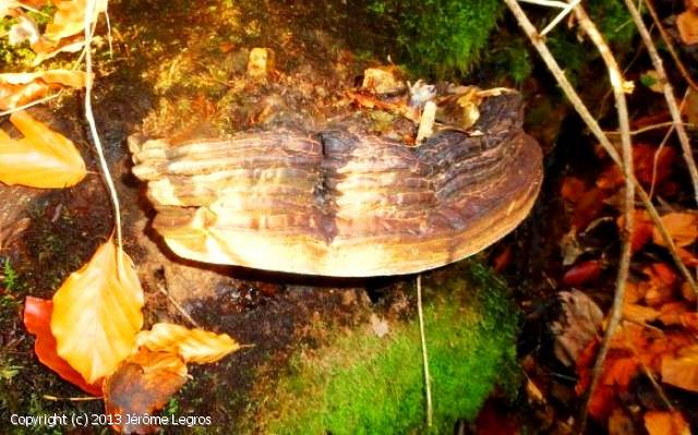 Ganoderma pfeifferi (Ganoderma_pfeifferi_2013_jl_1.jpg)