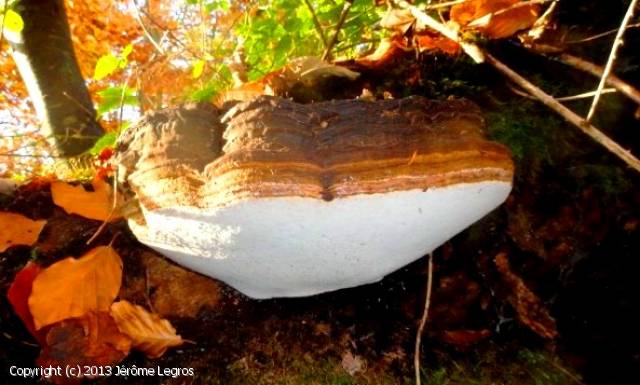 Ganoderma pfeifferi (Ganoderma_pfeifferi_2013_jl_2.jpg)