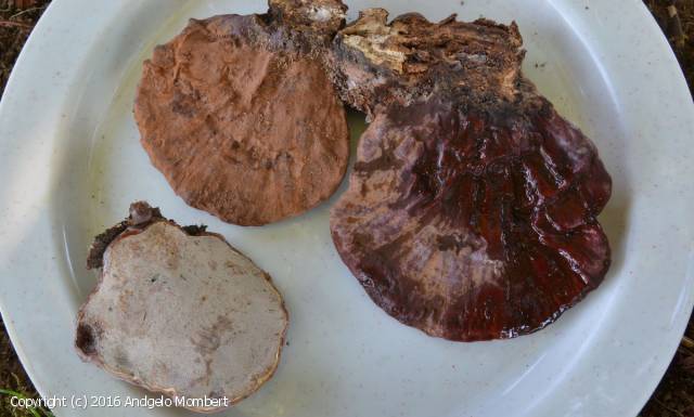 Ganoderma pfeifferi (Ganoderma_pfeifferi_2016_am_1.jpg)