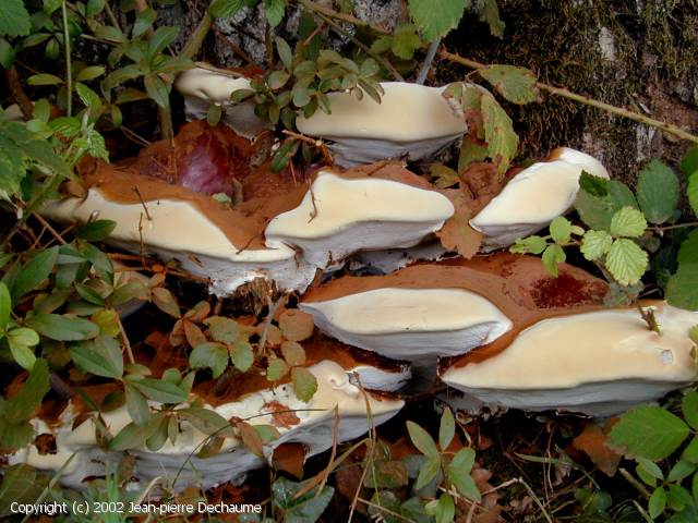 Ganoderma resinaceum (Ganoderma_resinaceum_2002_jd_1.jpg)