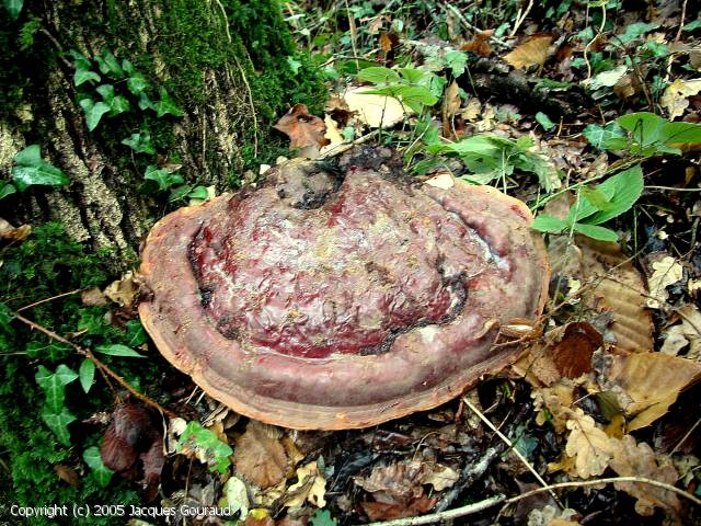 Ganoderma resinaceum (Ganoderma_resinaceum_2005_jg_1.jpg)