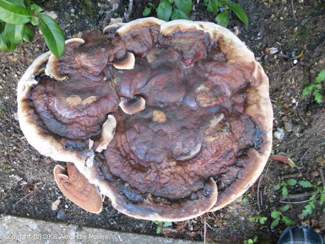 Ganoderma resinaceum (Ganoderma_resinaceum_2008_am_2.jpg)