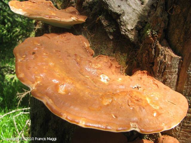 Ganoderma valesiacum (Ganoderma_valesiacum_2010_fm_1.jpg)