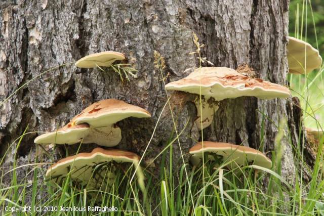 Ganoderma valesiacum (Ganoderma_valesiacum_2010_jr_1.jpg)