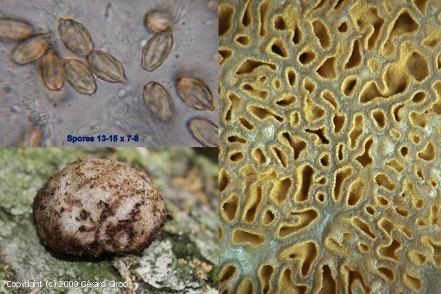 Gautieria mexicana (Gautieria_mexicana_2009_gg_2.jpg)