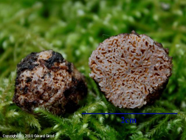 Gautieria morchelliformis (Gautieria_morchelliformis_2010_gg_1.jpg)