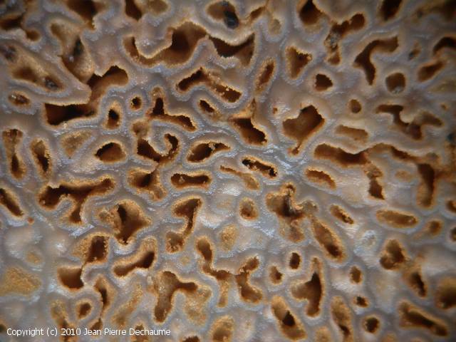 Gautieria morchelliformis (Gautieria_morchelliformis_2010_jpd_2.jpg)