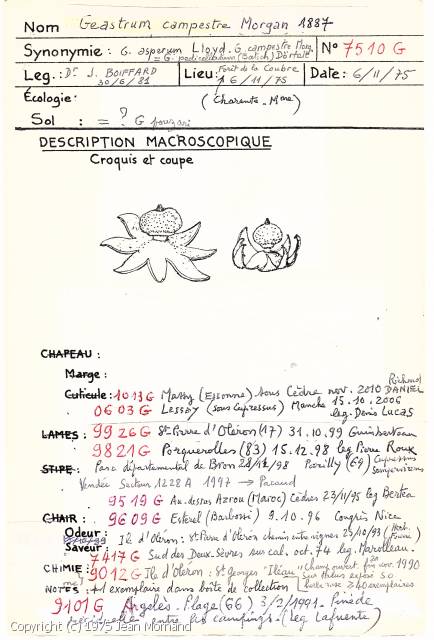 Geastrum campestre (Geastrum_campestre_1975_jm_1.jpg)