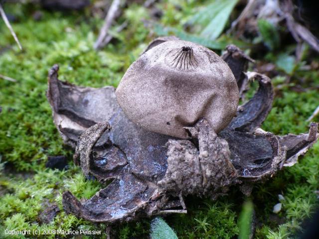 Geastrum campestre (Geastrum_campestre_2008_mp_1.jpg)