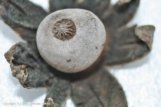 Geastrum campestre (Geastrum_campestre_2010_av_3.jpg)