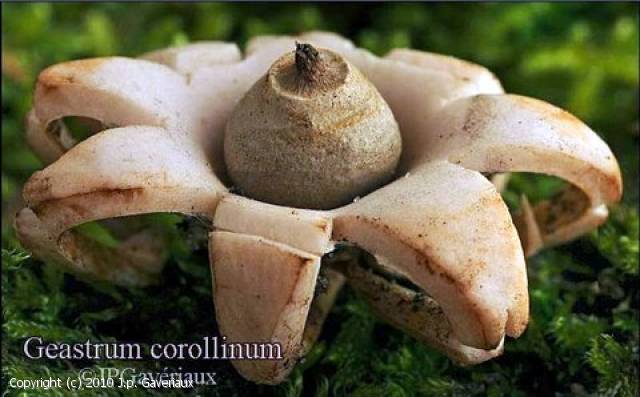 Geastrum corollinum (Geastrum_corollinum_2010_jg_1.jpg)