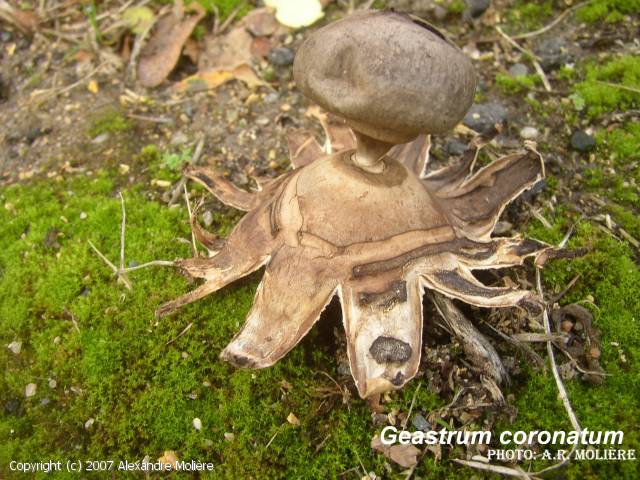 Geastrum coronatum (Geastrum_coronatum_2007_am_1.jpg)