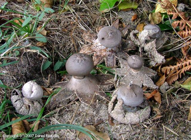Geastrum coronatum (Geastrum_coronatum_2007_dr_1.jpg)