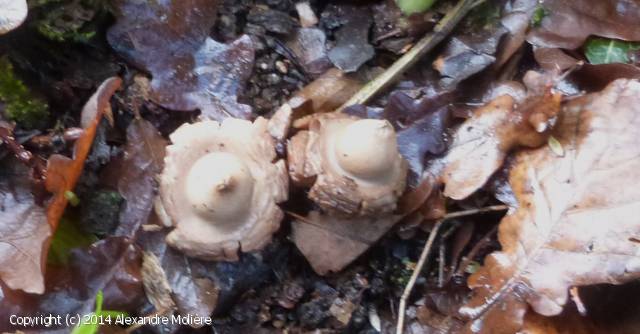 Geastrum elegans (Geastrum_elegans_2014_am_1.jpg)