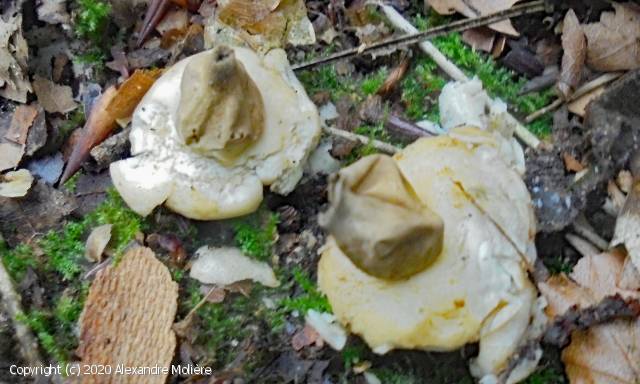 Geastrum elegans (Geastrum_elegans_2020_am_1.jpg)