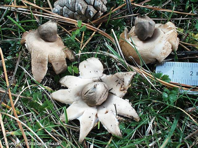 Geastrum fimbriatum (Geastrum_fimbriatum_2001_dr_1.jpg)