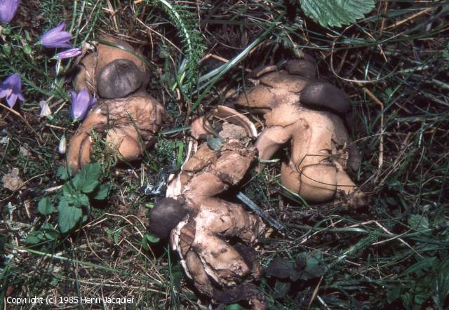 Geastrum melanocephalum (Geastrum_melanocephalum_1985_hj_2.jpg)