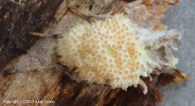 Gibellula arachnophila (Gibellula_arachnophila_2013_jc_1.jpg)