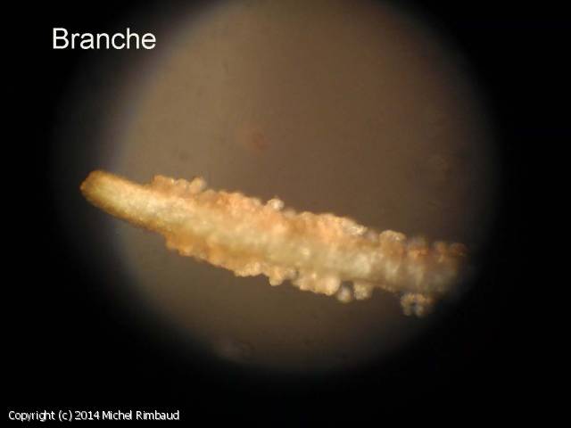 Gibellula arachnophila (Gibellula_arachnophila_2014_mr_3.jpg)