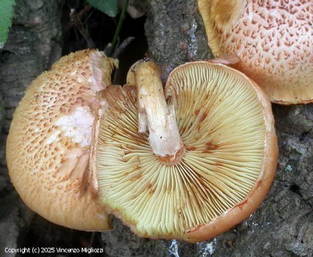 Gymnopilus suberis (Gymnopilus_suberis_2025_vm_1.jpg)