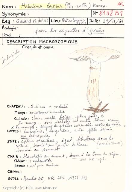 Hebeloma fastibile (Hebeloma_fastibile_1981_jm_1.jpg)